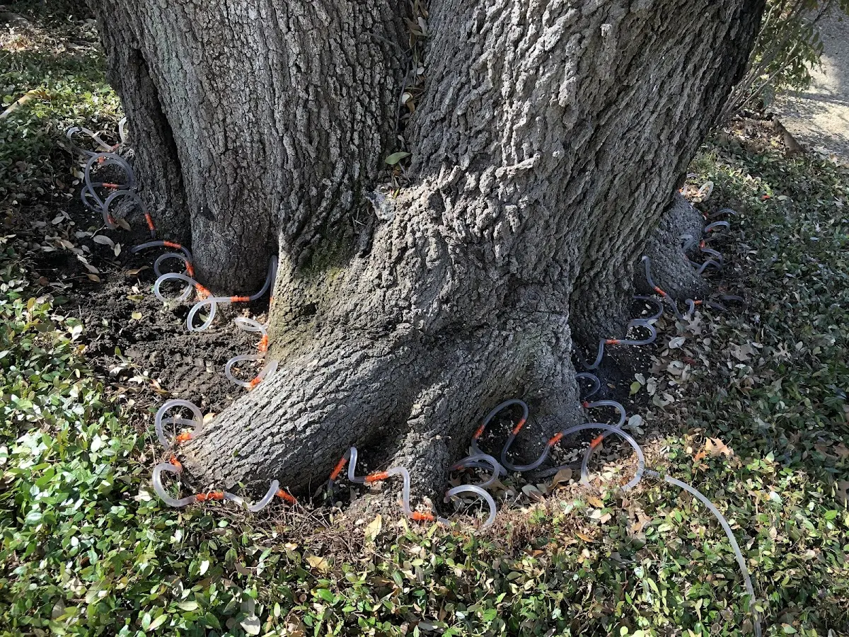 Detailed Tree Cabling and Bracing job site in Clarkson