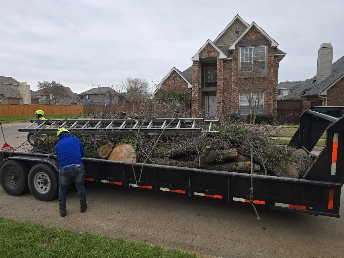 Expert Tree Pest Control with proper safety equipment in Clarkson